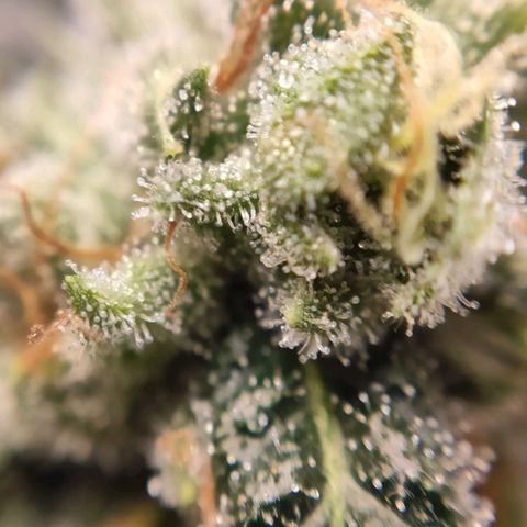 1 - Rock Baby - OG Kush growlog timeline photo
