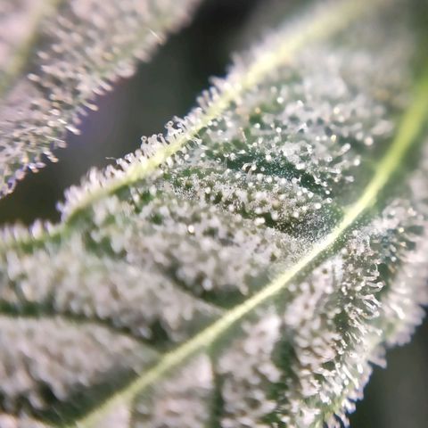 1 - Rock Baby - OG Kush growlog timeline photo