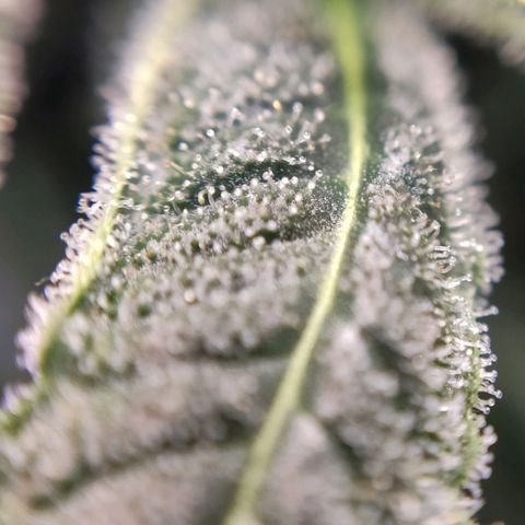 1 - Rock Baby - OG Kush growlog timeline photo