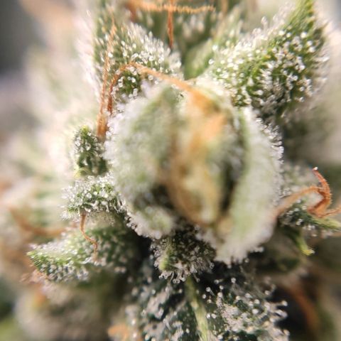 1 - Rock Baby - OG Kush growlog timeline photo