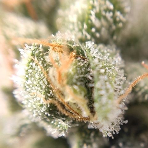 1 - Rock Baby - OG Kush growlog timeline photo