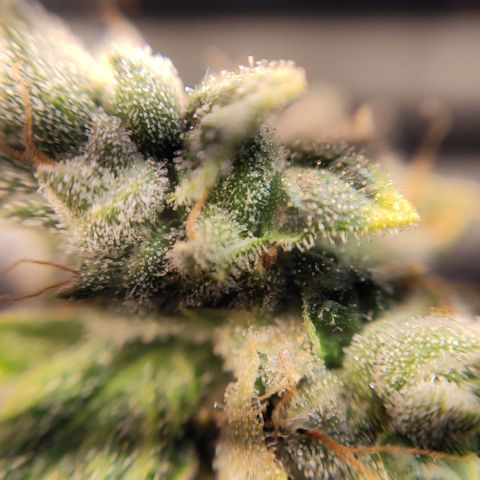 1 - Rock Baby - OG Kush growlog timeline photo