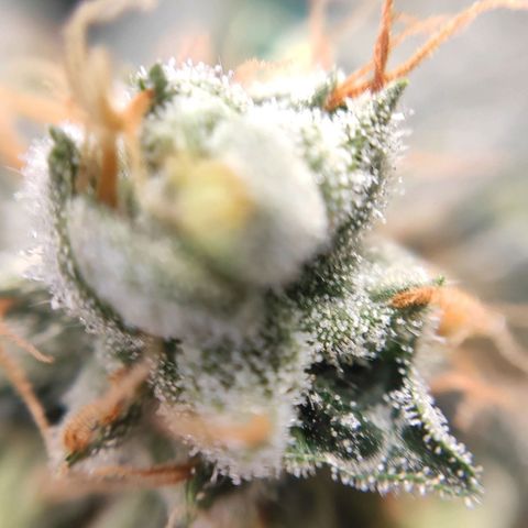1 - Rock Baby - OG Kush growlog timeline photo