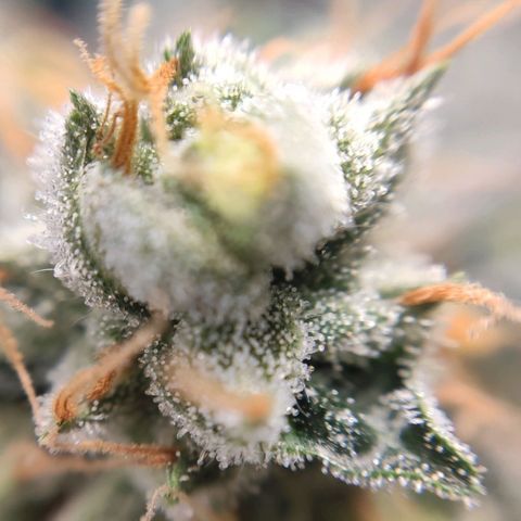 1 - Rock Baby - OG Kush growlog timeline photo