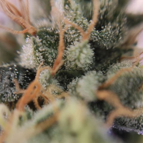 1 - Rock Baby - OG Kush growlog timeline photo