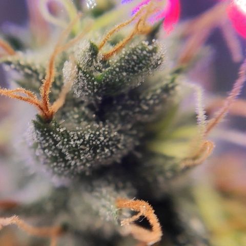 1 - Rock Baby - OG Kush growlog timeline photo