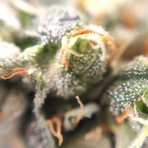 1 - Rock Baby - OG Kush growlog timeline photo