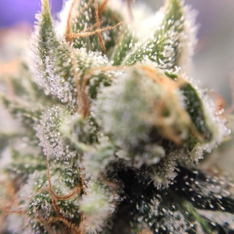 1 - Rock Baby - OG Kush growlog timeline photo