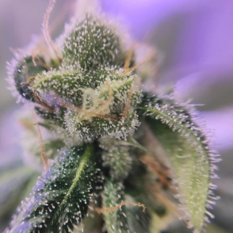 1 - Rock Baby - OG Kush growlog timeline photo