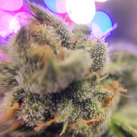 1 - Rock Baby - OG Kush growlog timeline photo