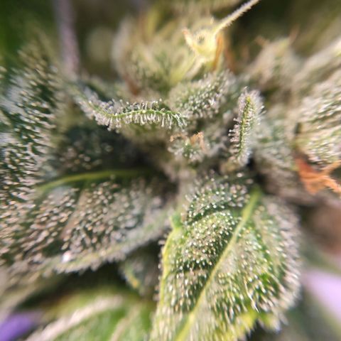 1 - Rock Baby - OG Kush growlog timeline photo