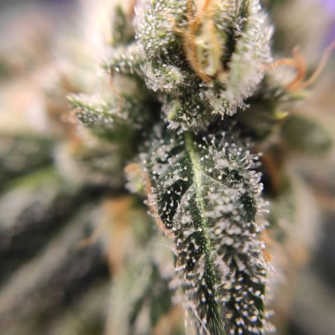 1 - Rock Baby - OG Kush growlog timeline photo