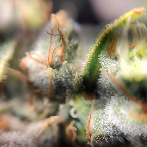 1 - Rock Baby - OG Kush growlog timeline photo