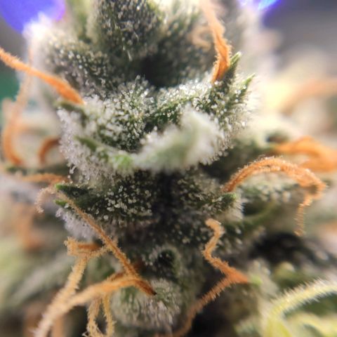 1 - Rock Baby - OG Kush growlog timeline photo