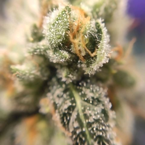 1 - Rock Baby - OG Kush growlog timeline photo