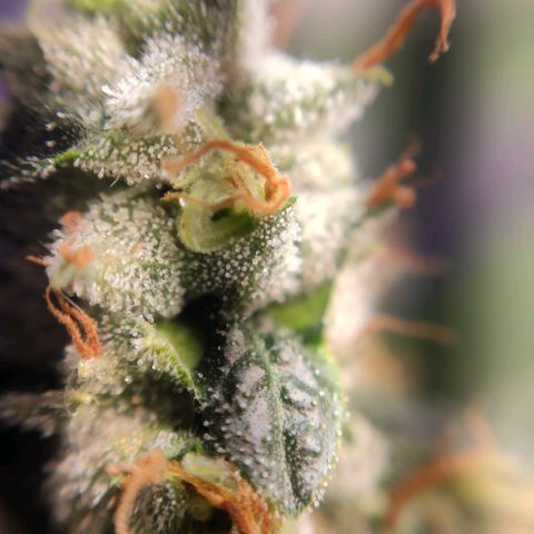 1 - Rock Baby - OG Kush growlog timeline photo
