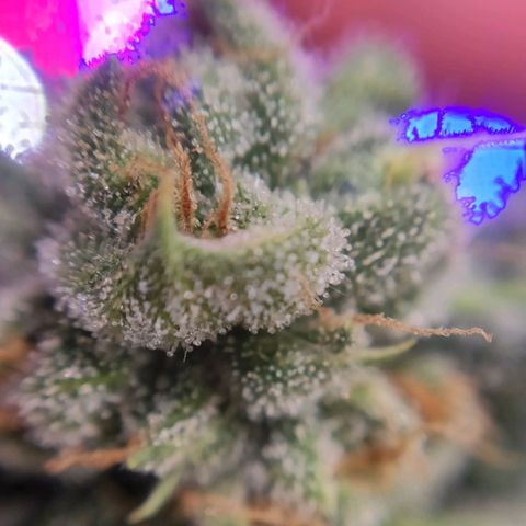 1 - Rock Baby - OG Kush growlog timeline photo