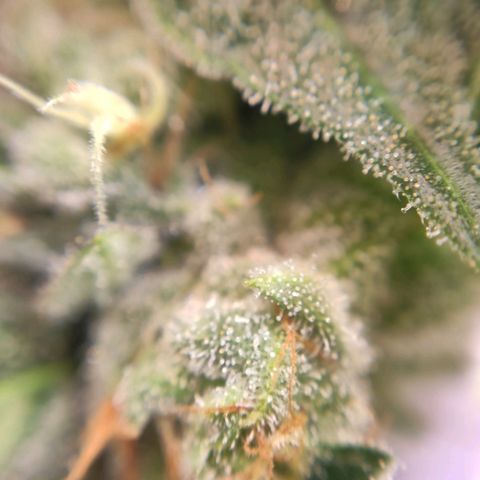 1 - Rock Baby - OG Kush growlog timeline photo