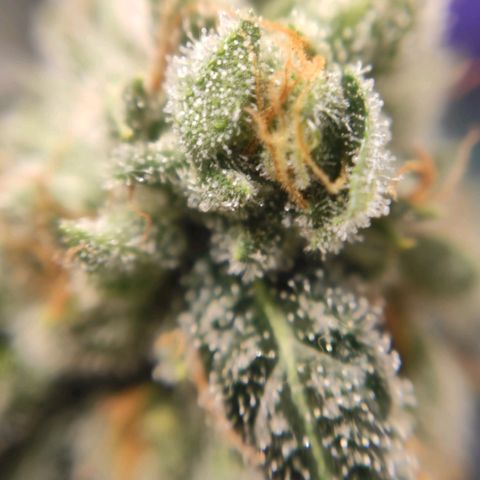 1 - Rock Baby - OG Kush growlog timeline photo