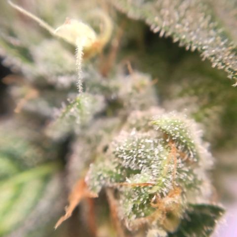 1 - Rock Baby - OG Kush growlog timeline photo