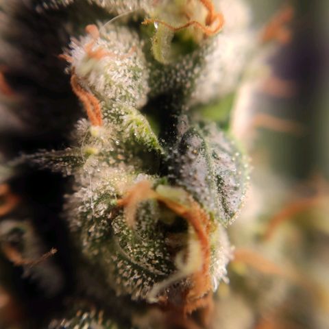1 - Rock Baby - OG Kush growlog timeline photo