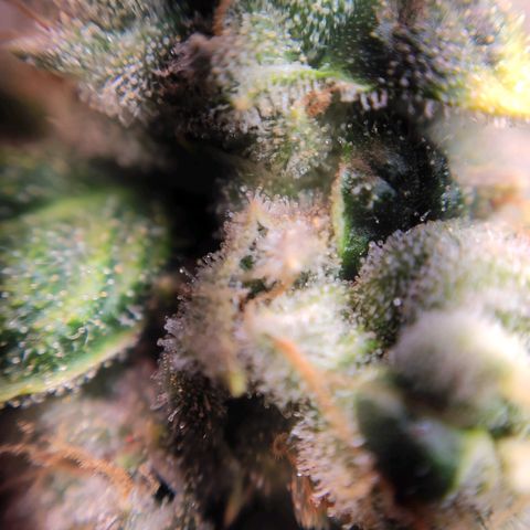 1 - Rock Baby - OG Kush growlog timeline photo