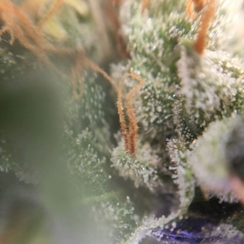 1 - Rock Baby - OG Kush growlog timeline photo