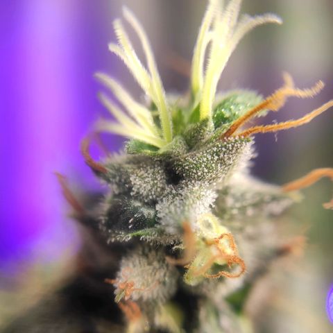 1 - Rock Baby - OG Kush growlog timeline photo