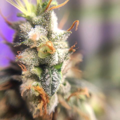 1 - Rock Baby - OG Kush growlog timeline photo