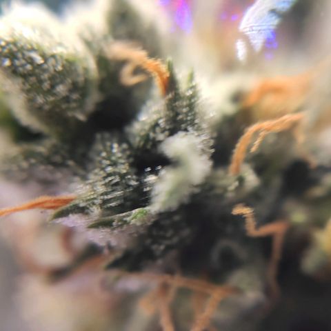 1 - Rock Baby - OG Kush growlog timeline photo