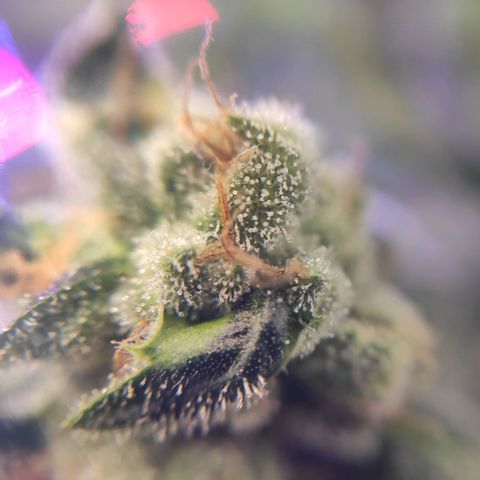 1 - Rock Baby - OG Kush growlog timeline photo