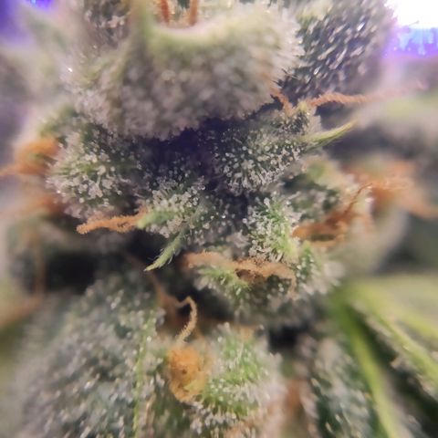1 - Rock Baby - OG Kush growlog timeline photo
