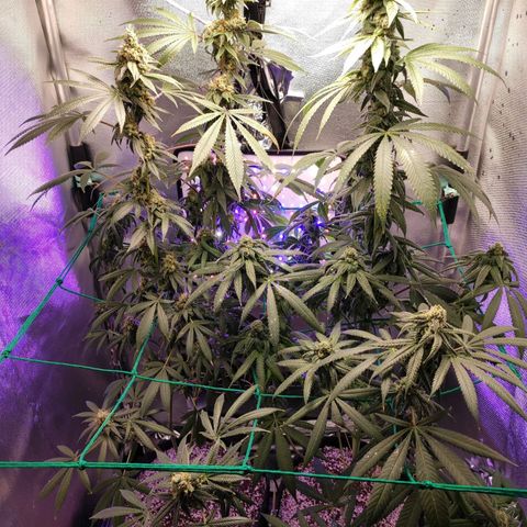 1 - Rock Baby - OG Kush growlog timeline photo