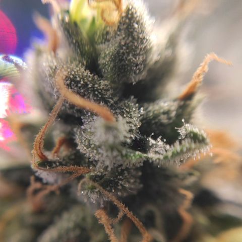 1 - Rock Baby - OG Kush growlog timeline photo