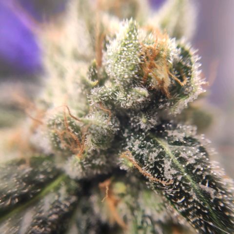 1 - Rock Baby - OG Kush growlog timeline photo