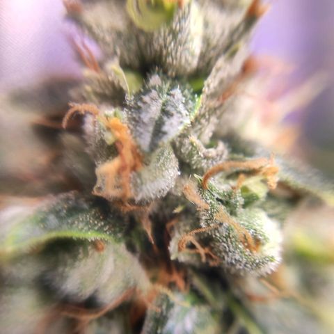 1 - Rock Baby - OG Kush growlog timeline photo