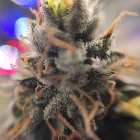 1 - Rock Baby - OG Kush growlog timeline photo
