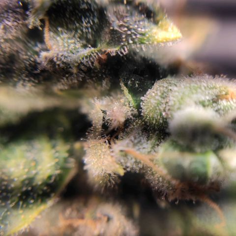 1 - Rock Baby - OG Kush growlog timeline photo