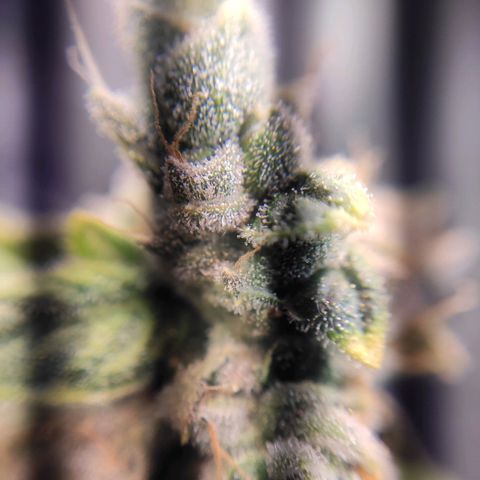 1 - Rock Baby - OG Kush growlog timeline photo