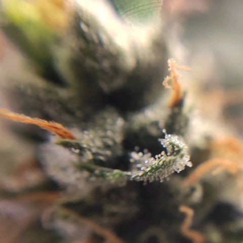 1 - Rock Baby - OG Kush growlog timeline photo