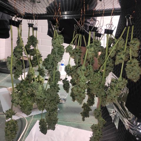 1 - Rock Baby - OG Kush growlog timeline photo