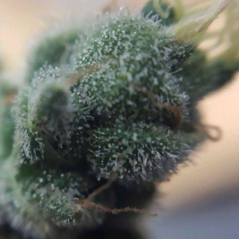 1 - Rock Baby - OG Kush growlog timeline photo