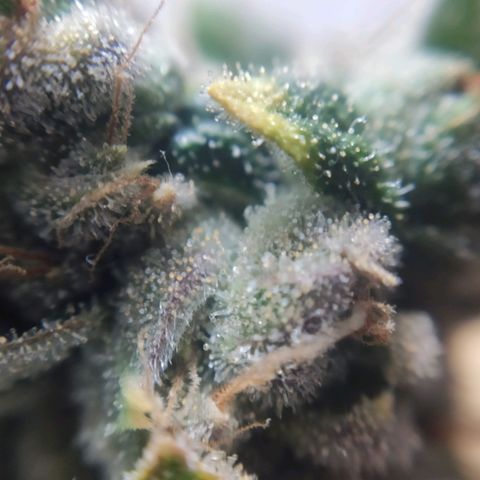 1 - Rock Baby - OG Kush growlog timeline photo