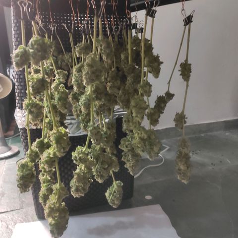 1 - Rock Baby - OG Kush growlog timeline photo