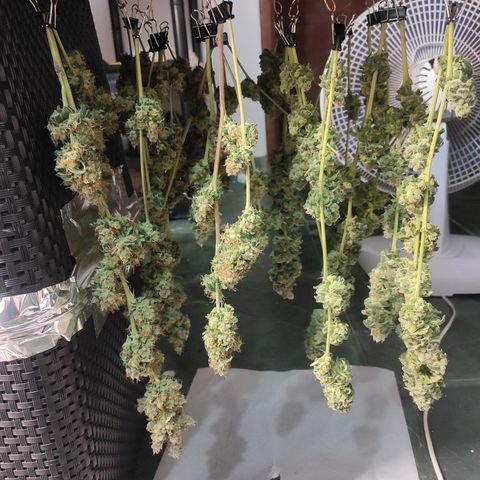 1 - Rock Baby - OG Kush growlog timeline photo