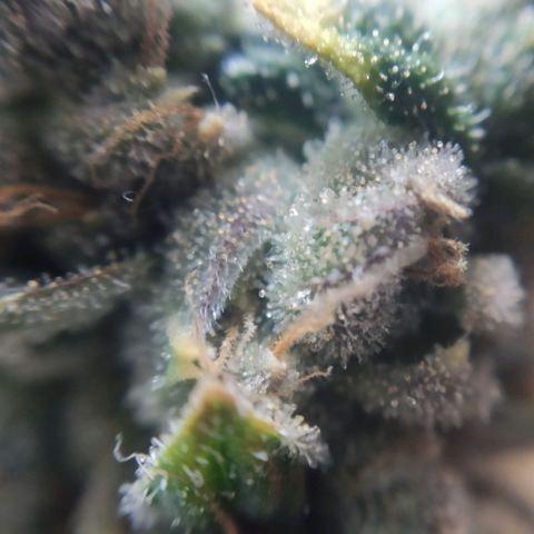 1 - Rock Baby - OG Kush growlog timeline photo