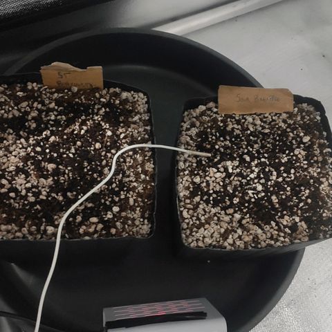 3 - Tropicana Inflamável - Sour Pineapple growlog timeline photo
