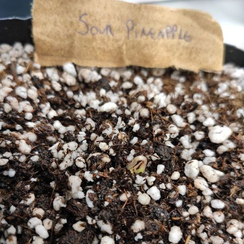 3 - Tropicana Inflamável - Sour Pineapple growlog timeline photo