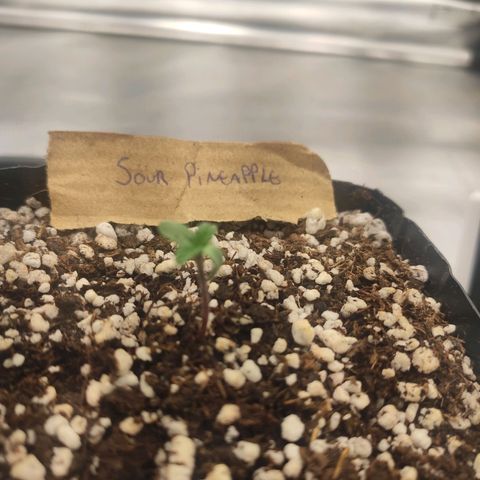 3 - Tropicana Inflamável - Sour Pineapple growlog timeline photo