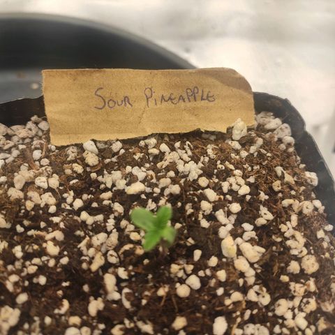 3 - Tropicana Inflamável - Sour Pineapple growlog timeline photo